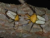 Platynocephus Miyashitai 